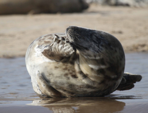 Another fantastic year for seal pups at Blakeney point