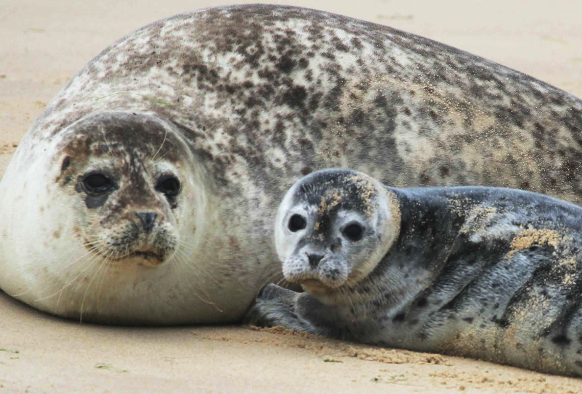 seal with pup