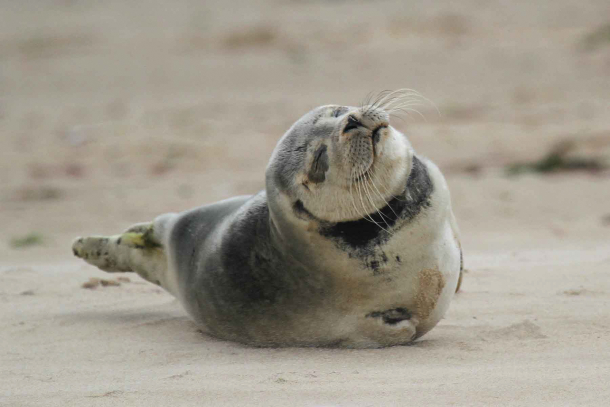 Seal on Blakeney Point
