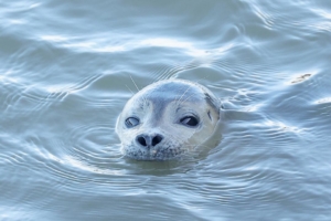 Blakeney point seal trips - seal