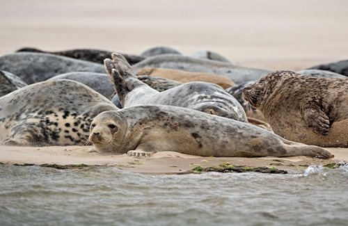 Grey Seals laying on Blakeney Point