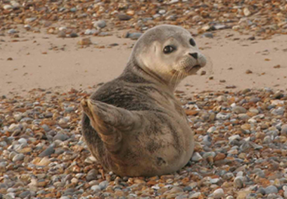 Seal Pup at Blakeney Point