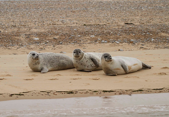 Common and Grey Seals on the beach at Blakeney Point
