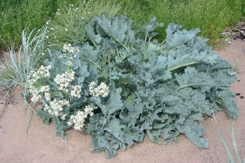 Sea Kale - photo credit Siim at et.wikipedia