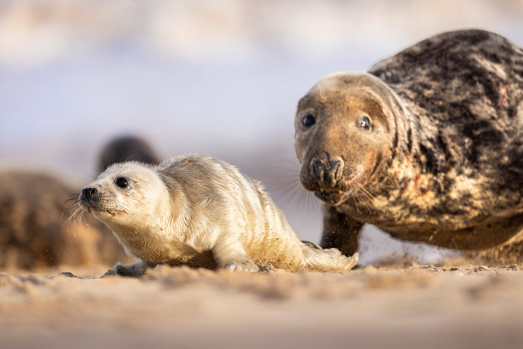 Mother Grey Seal playing with pup