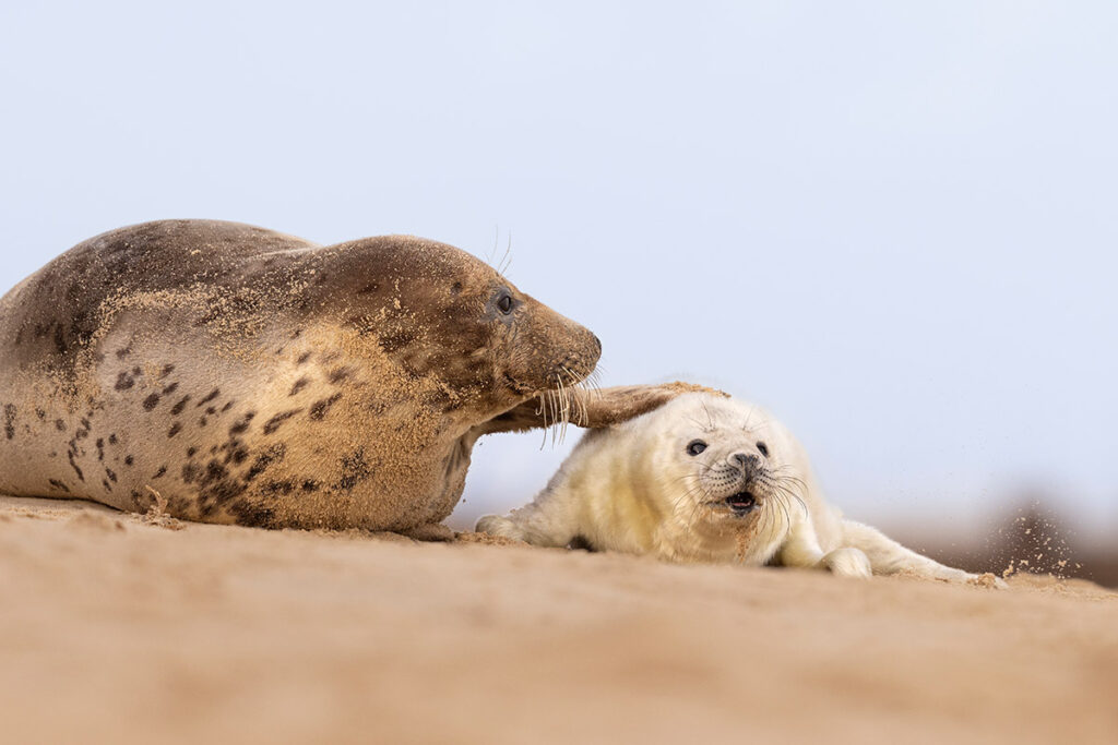 Grey Seal Pup and Mother