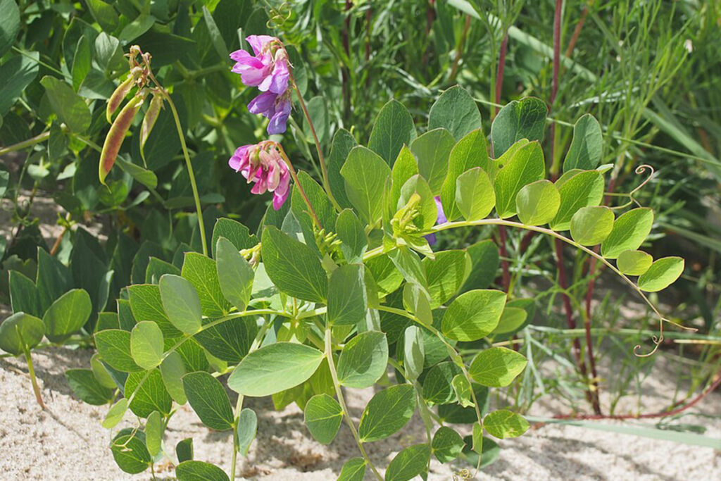 Sea Pea at Blakeney Point - Agnieszka Kwiecień, Nova