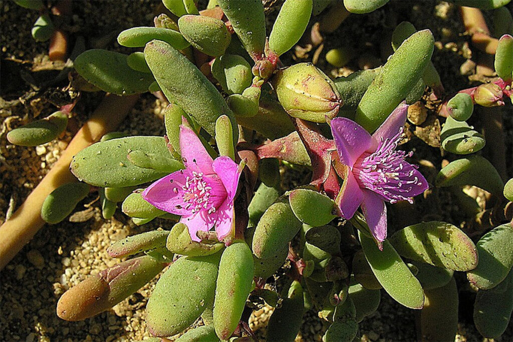 Sea Purslane photo credit - Dick Culbert from Gibsons, B.C., Canada