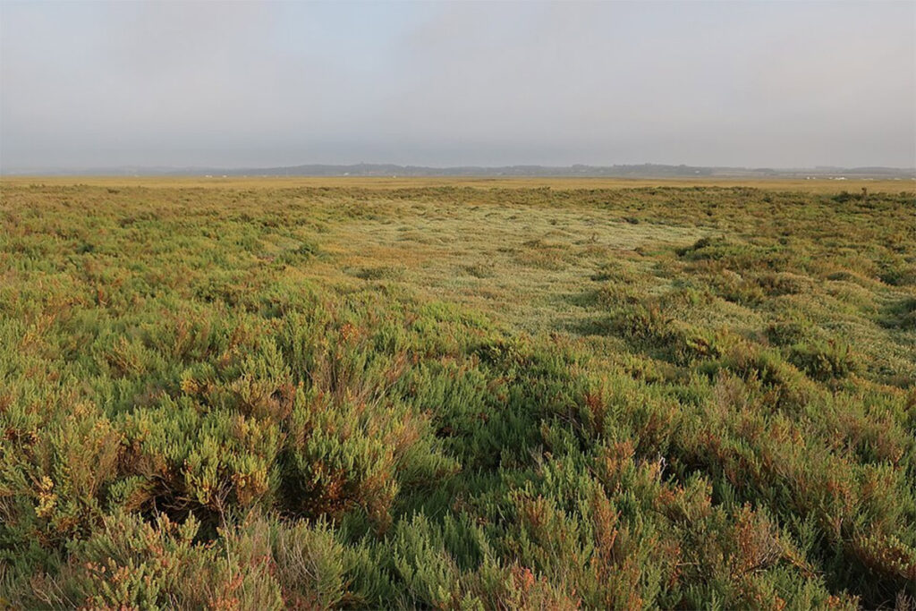 Saltmarsh - photo by Hugh Venables