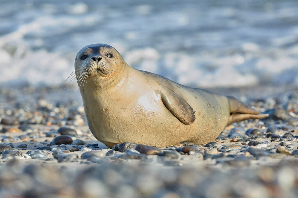 Common Seal on Blakeney Point