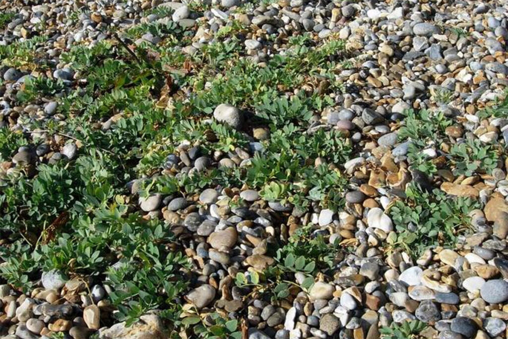 Sea Pea in the vegetated shingle photo credit Hugh Venables