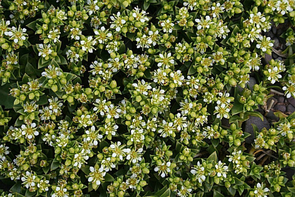 Sea Sandwort - Credit Anne Burgess