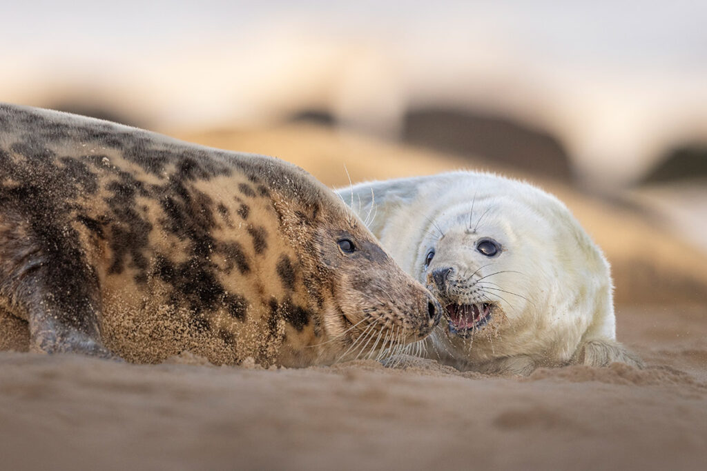 Seal and pup at Blakeney Point