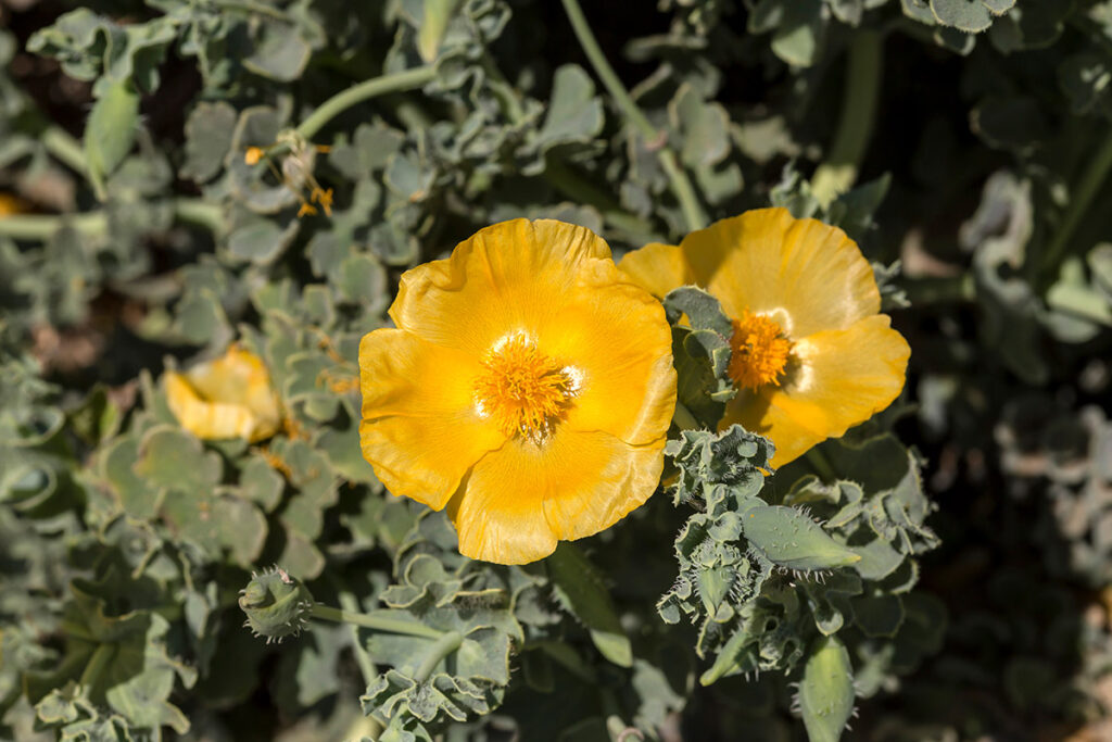 Yellow horned poppy in the vegetated shingle at Blakeney Point